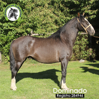 Dominado-284946